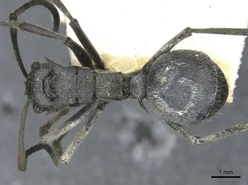 Polyrhachis wellmani specimen CASENT0910902 image casent0910902_1