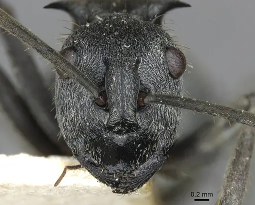 Polyrhachis wellmani specimen CASENT0910902 image casent0910902_2