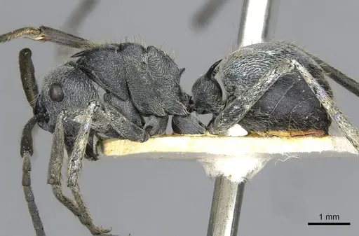 Polyrhachis wellmani specimen CASENT0910902 image casent0910902_3