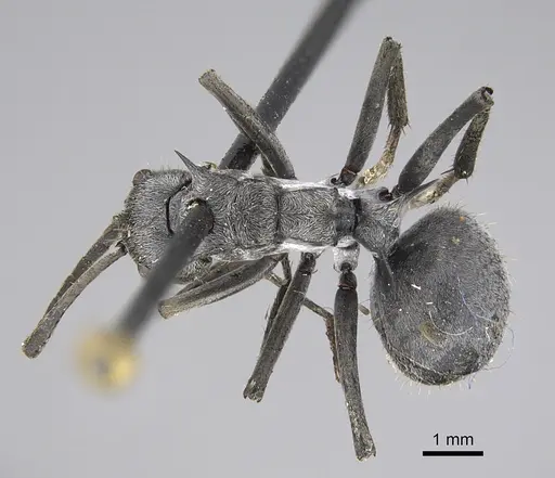 Polyrhachis wellmani specimen CASENT0923506 image casent0923506_1