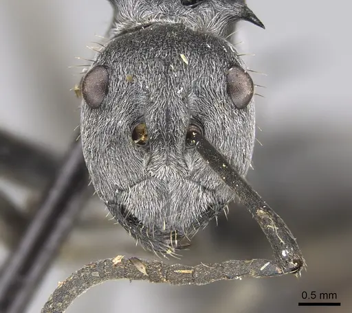 Polyrhachis wellmani specimen CASENT0923506 image casent0923506_2