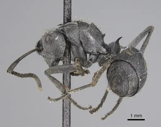 Polyrhachis wellmani specimen CASENT0923506 image casent0923506_3