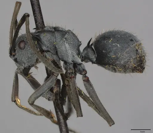 Polyrhachis wellmani specimen CASENT4036278 image casent4036278_1