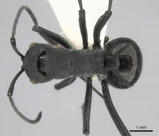Polyrhachis wheeleri specimen CASENT0217809 image casent0217809_1