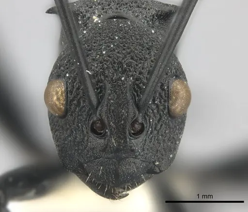 Polyrhachis wheeleri specimen CASENT0217809 image casent0217809_2