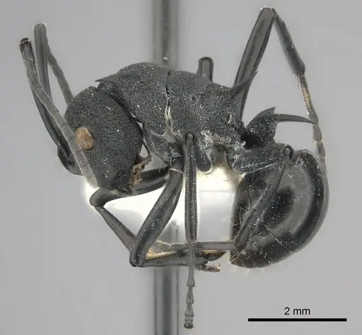 Polyrhachis wheeleri specimen CASENT0217809 image casent0217809_3