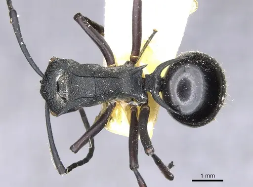 Polyrhachis wheeleri specimen CASENT0903382 image casent0903382_1