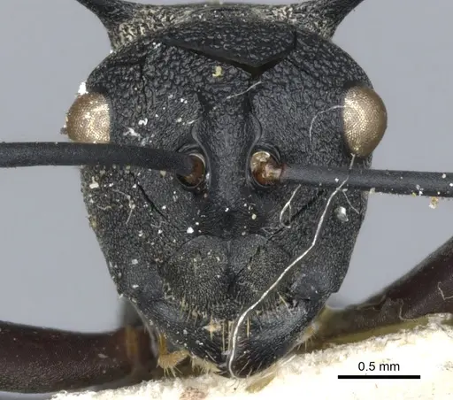 Polyrhachis wheeleri specimen CASENT0903382 image casent0903382_2