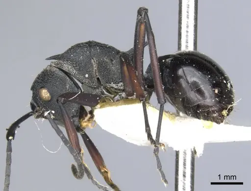 Polyrhachis wheeleri specimen CASENT0903382 image casent0903382_3