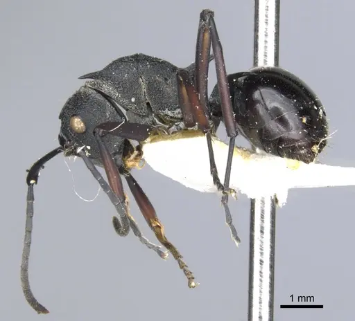 Polyrhachis wheeleri specimen CASENT0903382 image casent0903382_4