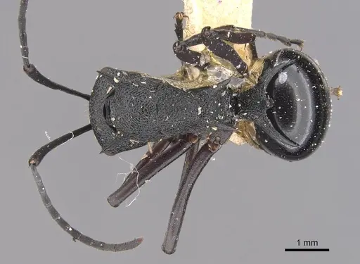 Polyrhachis wheeleri specimen CASENT0905641 image casent0905641_1