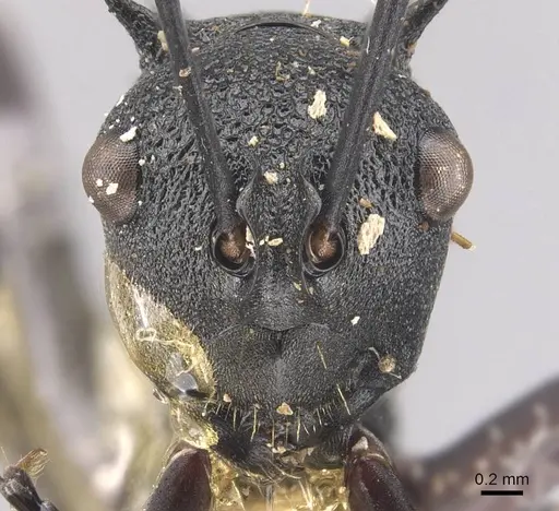Polyrhachis wheeleri specimen CASENT0905641 image casent0905641_2