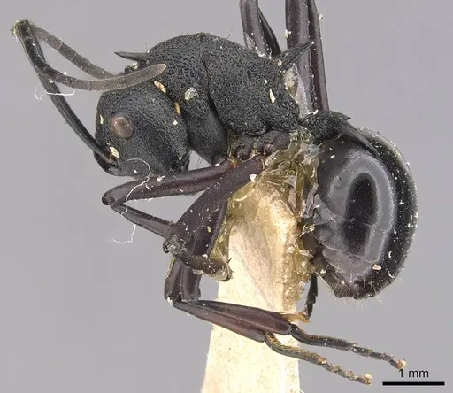 Polyrhachis wheeleri specimen CASENT0905641 image casent0905641_3