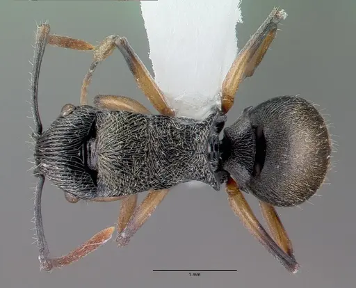 Polyrhachis wilsoni specimen CASENT0009242 image casent0009242_1