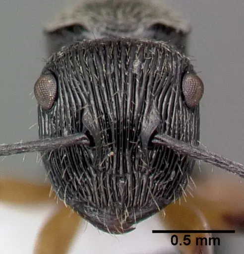 Polyrhachis wilsoni specimen CASENT0009242 image casent0009242_2