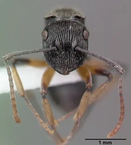 Polyrhachis wilsoni specimen CASENT0009242 image casent0009242_3
