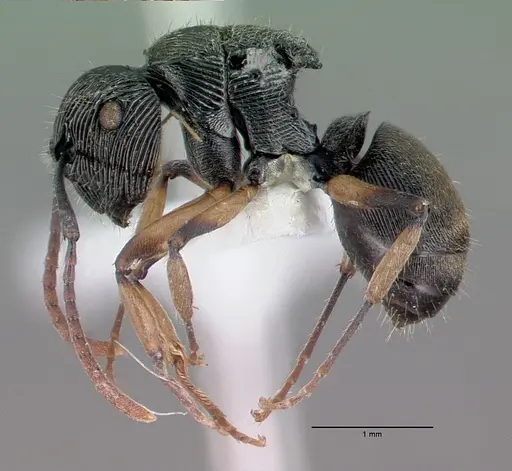 Polyrhachis wilsoni specimen CASENT0009242 image casent0009242_4
