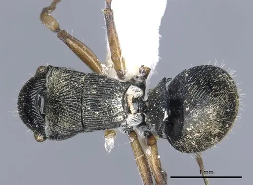 Polyrhachis wilsoni specimen CASENT0903323 image casent0903323_1