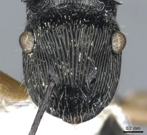 Polyrhachis wilsoni specimen CASENT0903323 image casent0903323_2