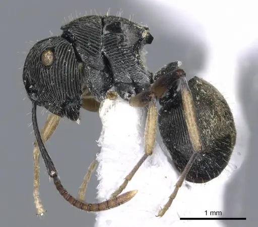 Polyrhachis wilsoni specimen CASENT0903323 image casent0903323_3