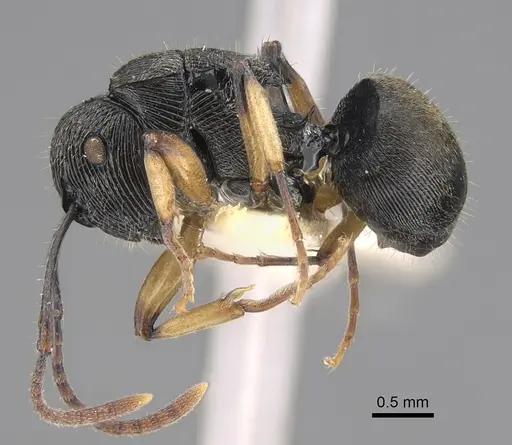 Polyrhachis wilsoni specimen CASENT0923507 image casent0923507_1