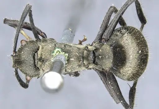 Polyrhachis wolfi specimen CASENT0903446 image casent0903446_1