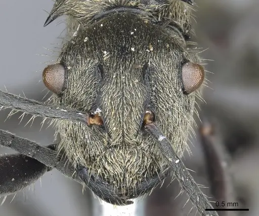Polyrhachis wolfi specimen CASENT0903446 image casent0903446_2