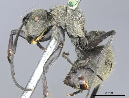 Polyrhachis wolfi specimen CASENT0903446 image casent0903446_3