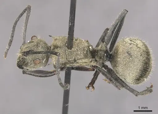 Polyrhachis wolfi specimen CASENT0910937 image casent0910937_1