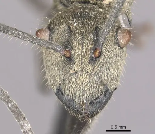 Polyrhachis wolfi specimen CASENT0910937 image casent0910937_2
