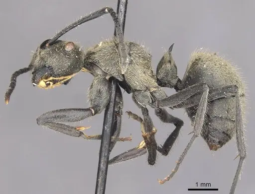 Polyrhachis wolfi specimen CASENT0910937 image casent0910937_3