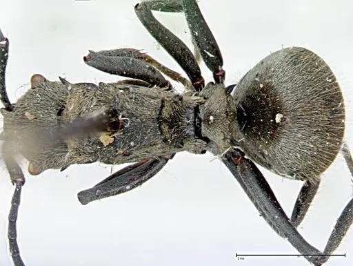 Polyrhachis wolfi specimen FOCOL0090 image focol0090_1