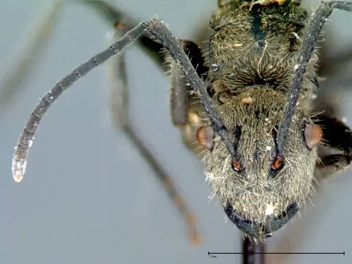Polyrhachis wolfi specimen FOCOL0090 image focol0090_2