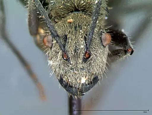 Polyrhachis wolfi specimen FOCOL0090 image focol0090_3