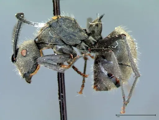 Polyrhachis wolfi specimen FOCOL0090 image focol0090_4
