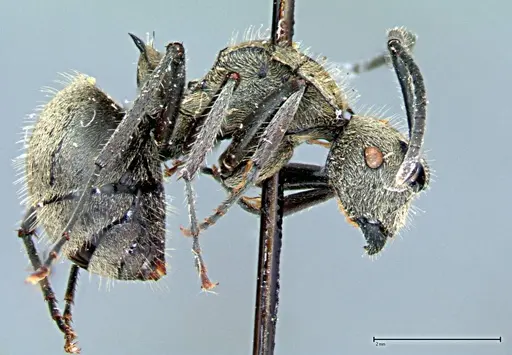 Polyrhachis wolfi specimen FOCOL0090 image focol0090_5