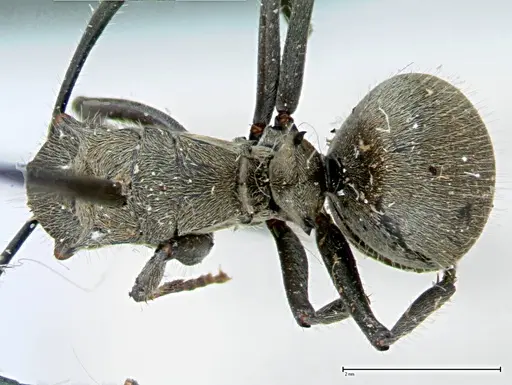 Polyrhachis wolfi specimen FOCOL0091 image focol0091_1