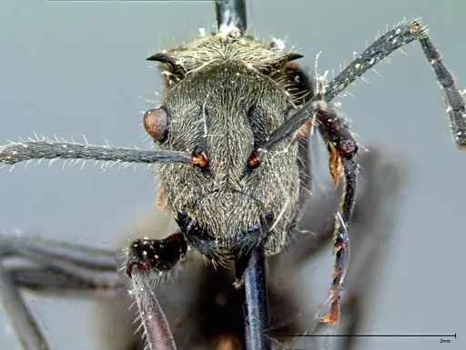 Polyrhachis wolfi specimen FOCOL0091 image focol0091_2