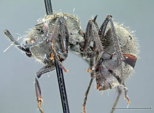 Polyrhachis wolfi specimen FOCOL0091 image focol0091_3