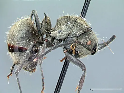 Polyrhachis wolfi specimen FOCOL0091 image focol0091_4