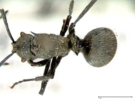 Polyrhachis wolfi specimen FOCOL0092 image focol0092_1