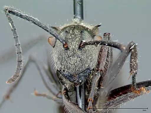 Polyrhachis wolfi specimen FOCOL0092 image focol0092_2