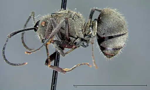 Polyrhachis wolfi specimen FOCOL0092 image focol0092_3