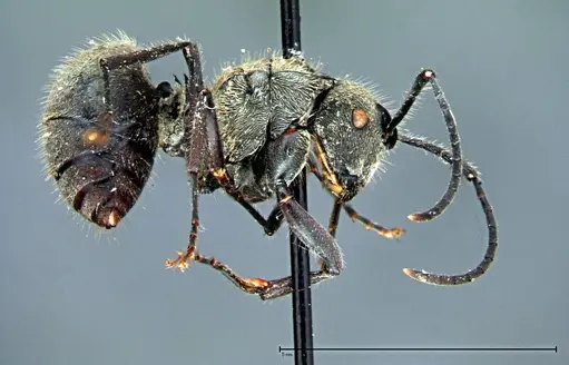 Polyrhachis wolfi specimen FOCOL0092 image focol0092_4