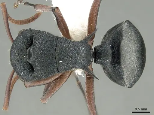 Polyrhachis wroughtonii specimen CASENT0281405 image casent0281405_1