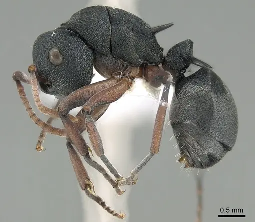 Polyrhachis wroughtonii specimen CASENT0281405 image casent0281405_3