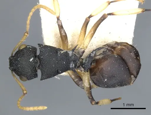 Polyrhachis wroughtonii specimen CASENT0903351 image casent0903351_1