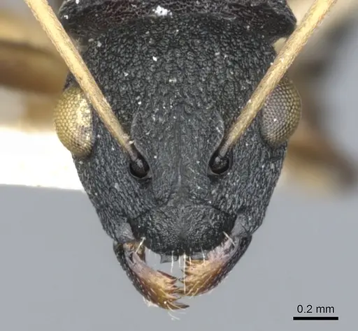 Polyrhachis wroughtonii specimen CASENT0903351 image casent0903351_2