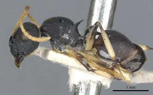 Polyrhachis wroughtonii specimen CASENT0903351 image casent0903351_3