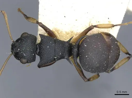 Polyrhachis wroughtonii specimen CASENT0910854 image casent0910854_1